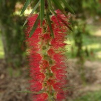 Melaleuca viminalis (Sol. ex Gaertn.) Byrnes